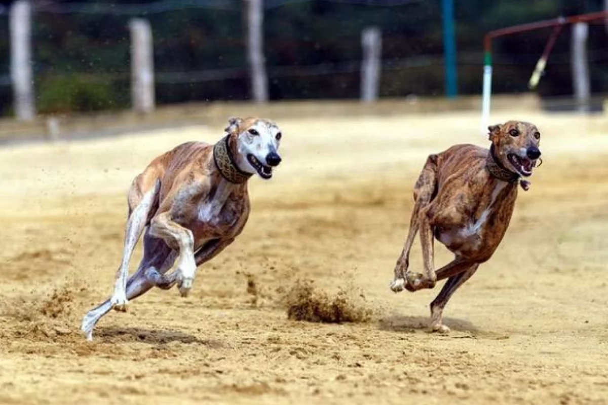 Итке ұтылған ит өмір