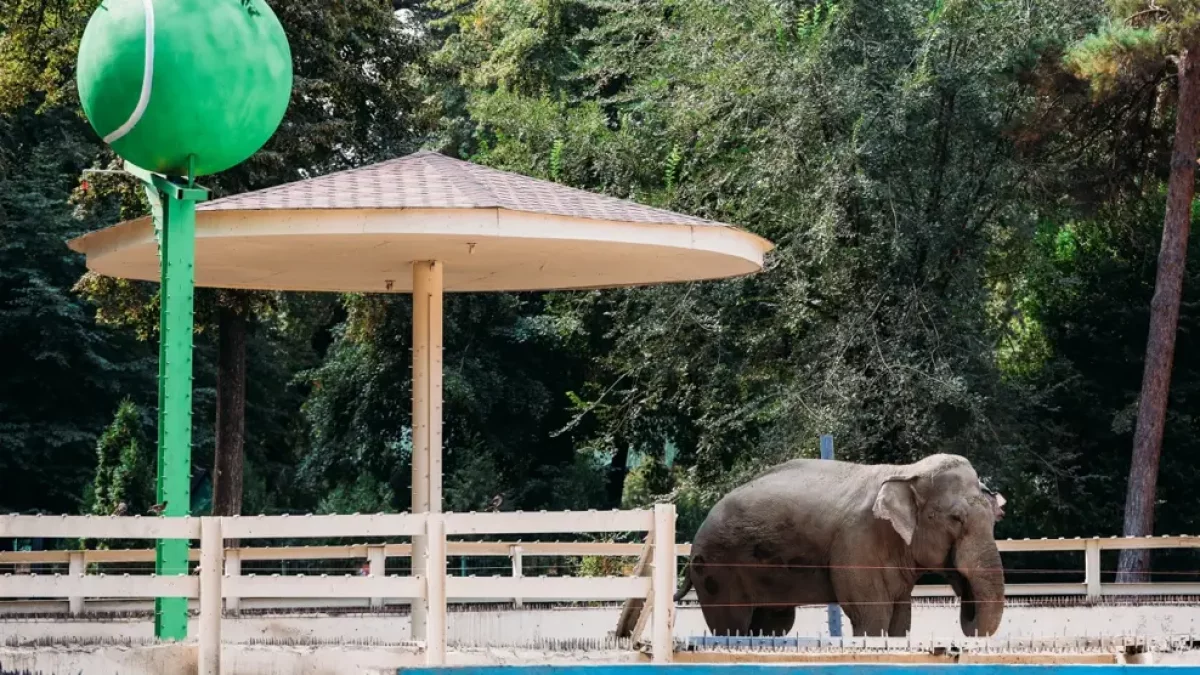 Алматы зообағындағы піл спорттық болжаушыға айналды