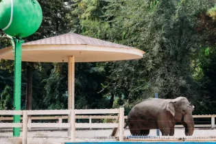 Алматы зообағындағы піл спорттық болжаушыға айналды